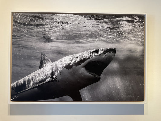 24x 36” Framed Dibond